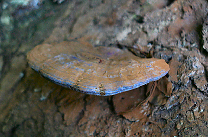 come si chiama ? (Ganoderma sp.)