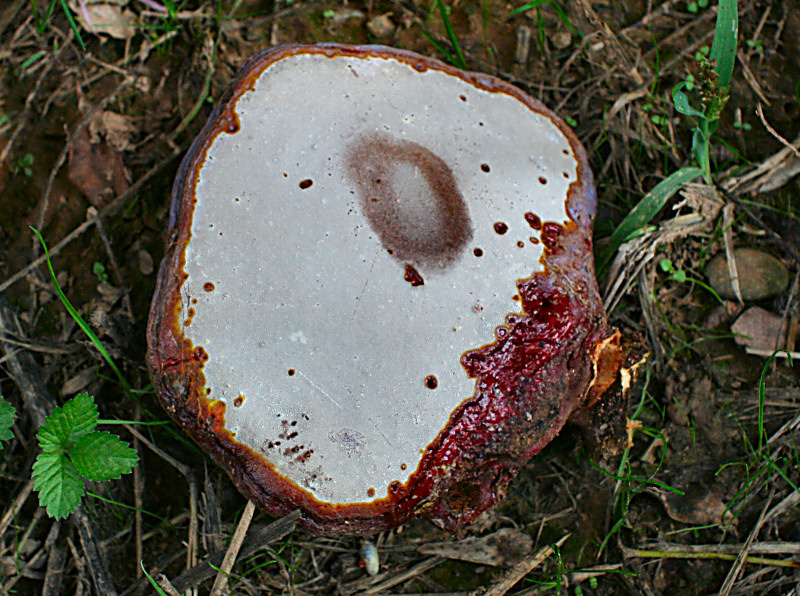 come si chiama ? (Ganoderma sp.)