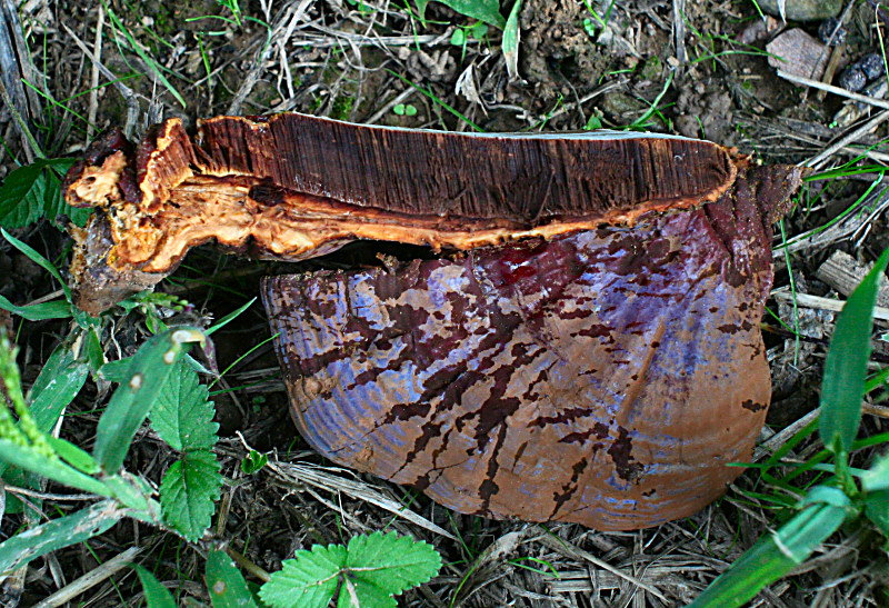 come si chiama ? (Ganoderma sp.)