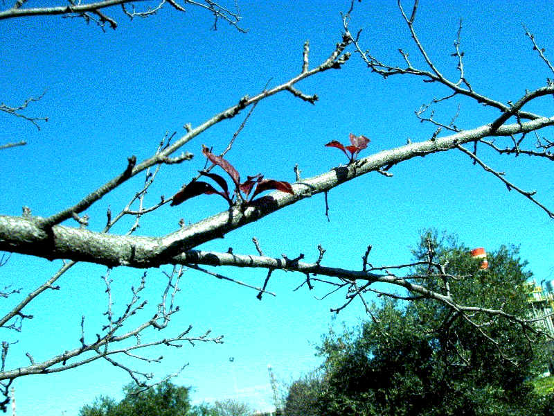 Prunus cerasifera