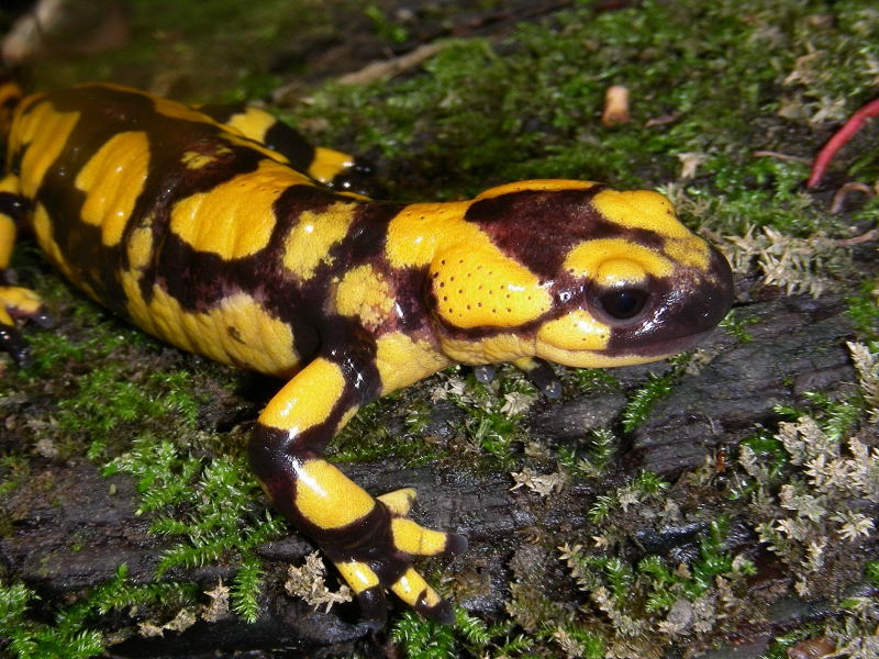 Salamandra pezzata appenninica