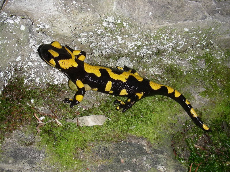 Salamandra pezzata appenninica