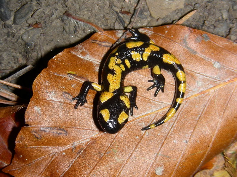 Salamandra pezzata appenninica