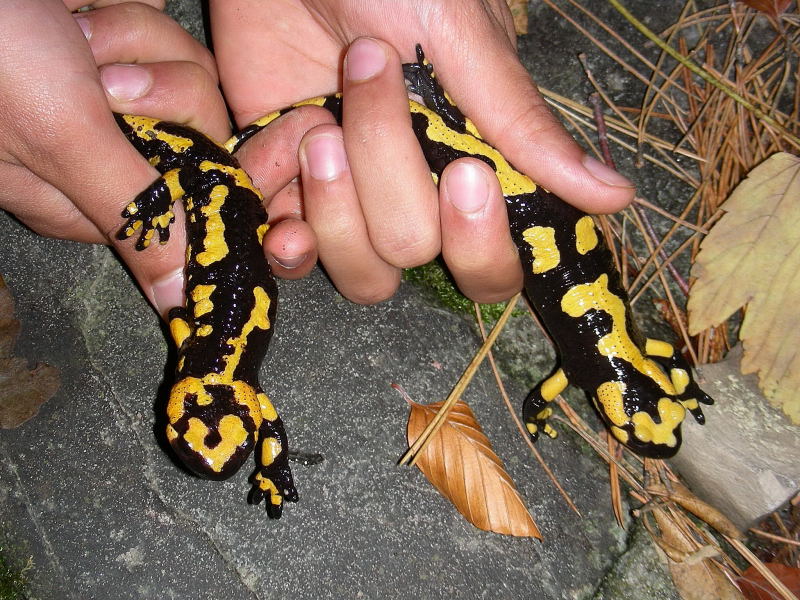 Salamandra pezzata appenninica