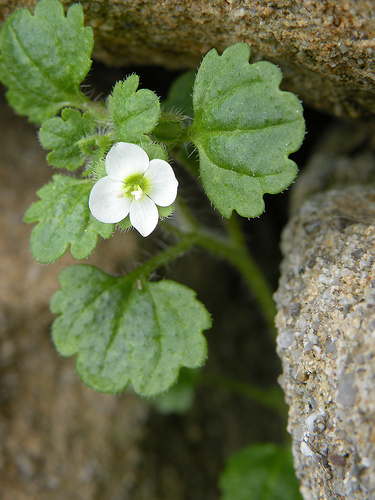 Fiore a Bordighera - Veronica cymbalaria