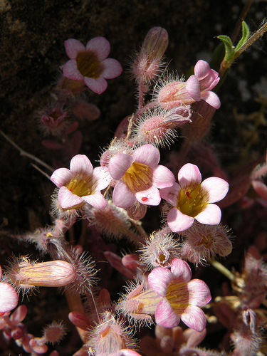 Ronda (Andalucia, Spagna) - Sedum mucizonia