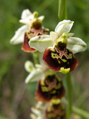 Identificazione orchidea, Val Maira