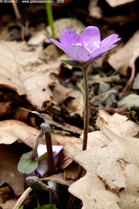 Hepatica nobilis