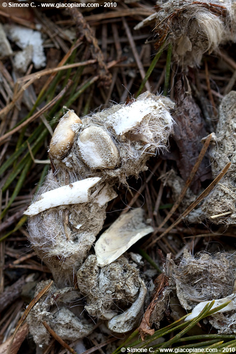 Identificazione fatte (potrebbero essere di lupo?)