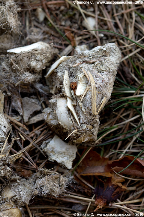 Identificazione fatte (potrebbero essere di lupo?)