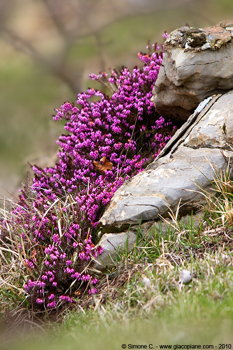 Erica carnea