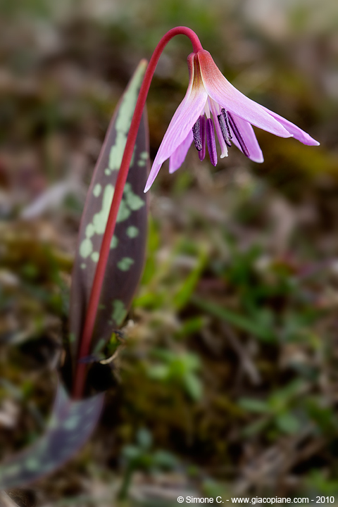 Erythronium dens-canis