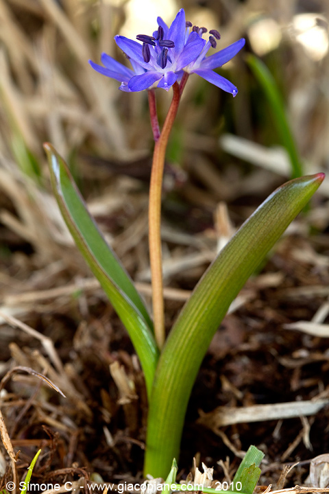 Scilla bifolia