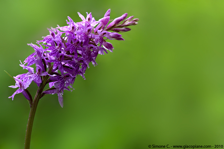 Orchidea spontanea da determinare