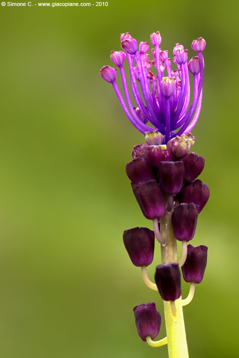 fiore viola - che ? Muscari comosum