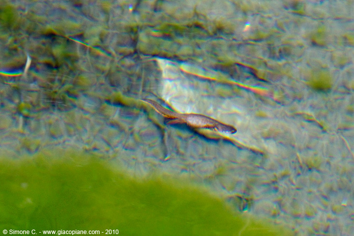 E'' un tritone alpino? S, Ichthyosaura alpestris