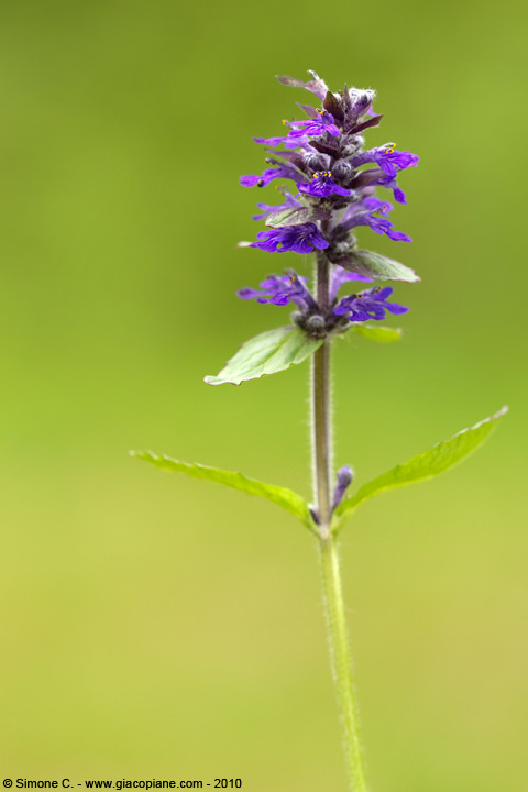 Fiore viola - Ajuga reptans