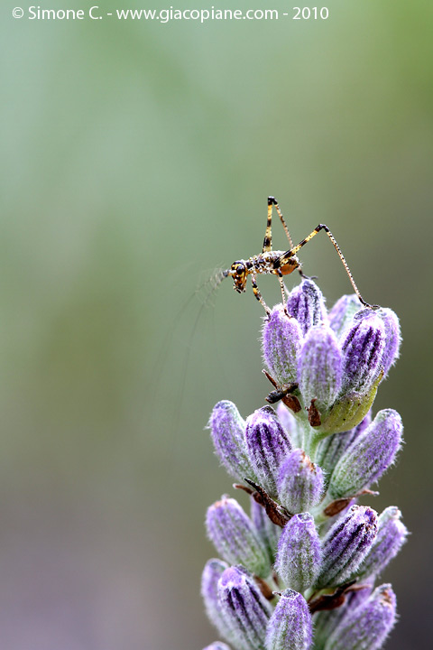 animaletto da identificare