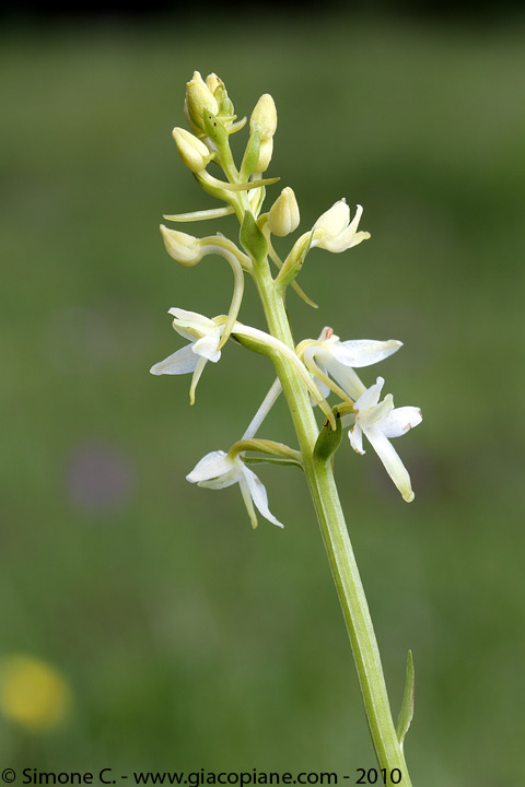 Ciao - orchiedea bianca, di che si tratta?