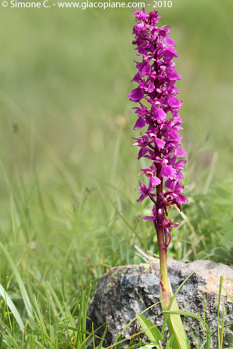 Orchidea viola da identificare (mascula?)