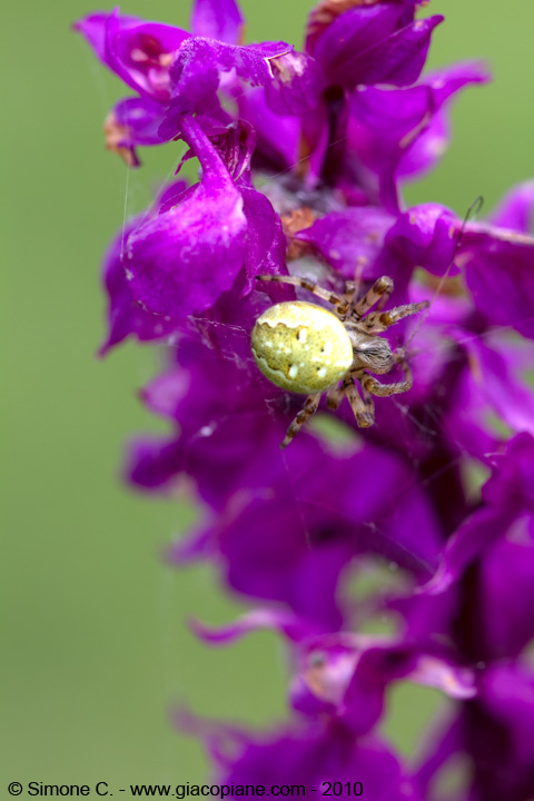 Orchidea viola da identificare (mascula?)