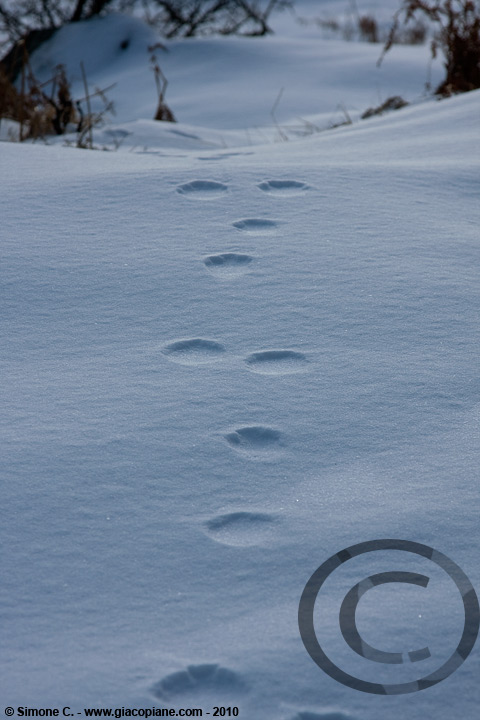 Identificazione impronte. Lepre