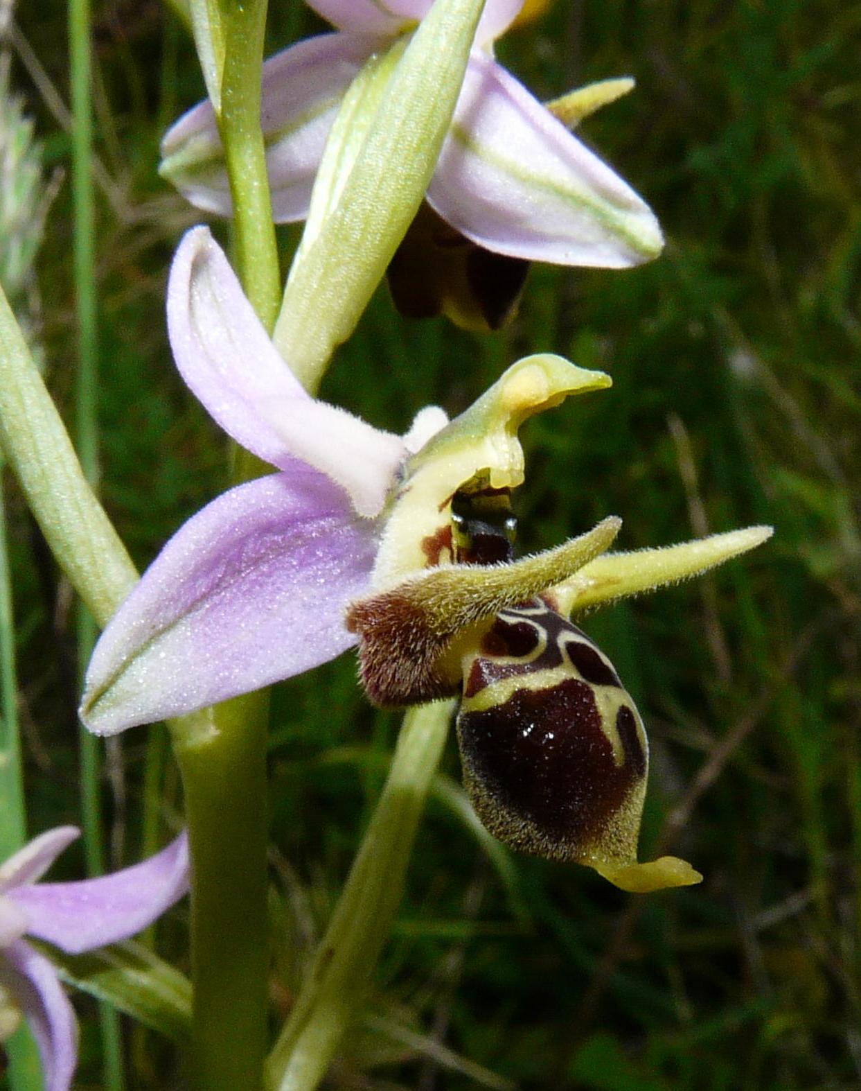 Ophrys scolopax subsp. cornuta