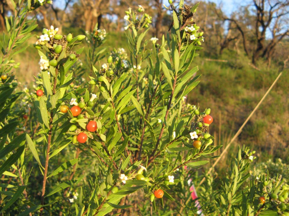 Daphne gnidium