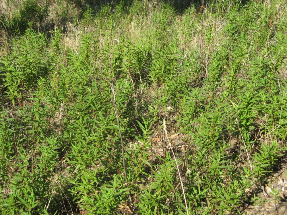 Cistus monspeliensis / Cisto di Montpellier