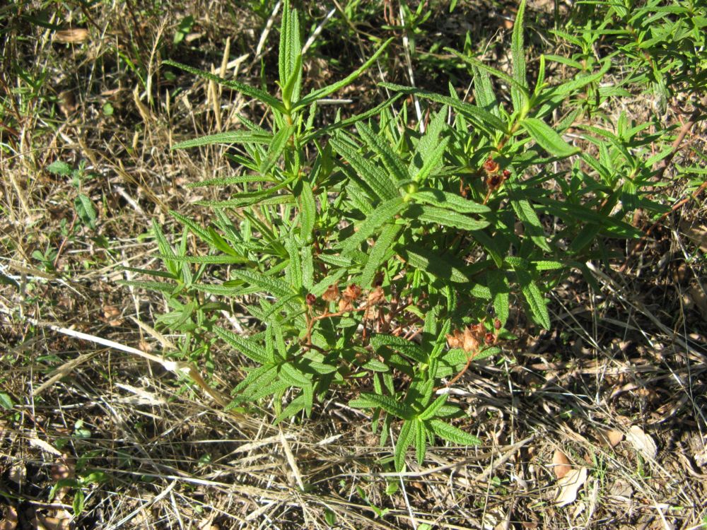 Cistus monspeliensis / Cisto di Montpellier