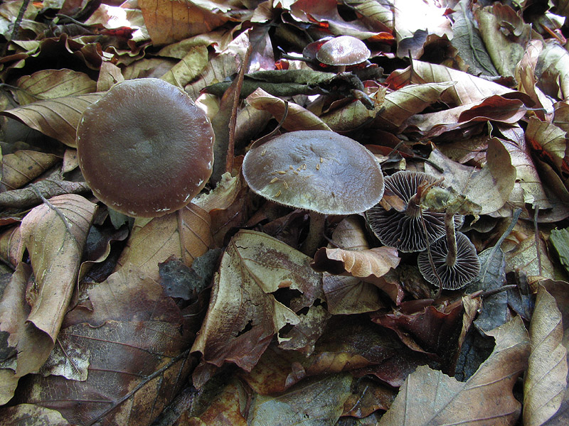 Fungo di cui non so nemmeno il genere (Psilocybe sp.?)