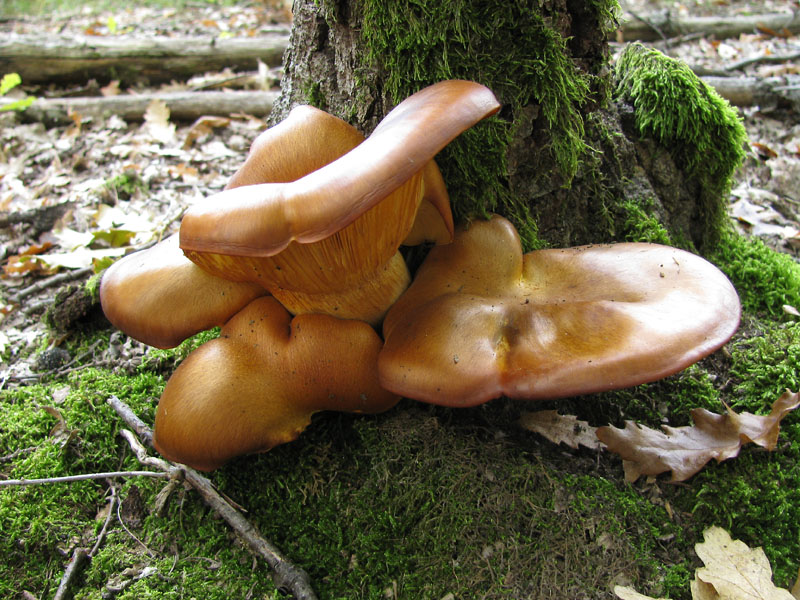 Un paio di giri nell''Appennino modenese