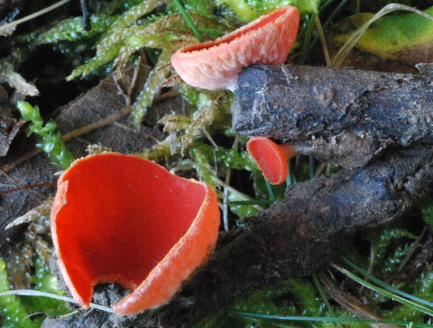 Sarcoscypha coccinea