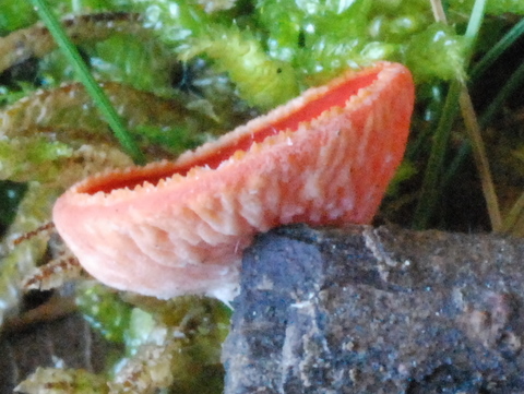 Sarcoscypha coccinea