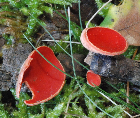 Sarcoscypha coccinea