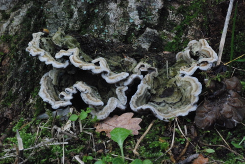 Auricularia mesenterica