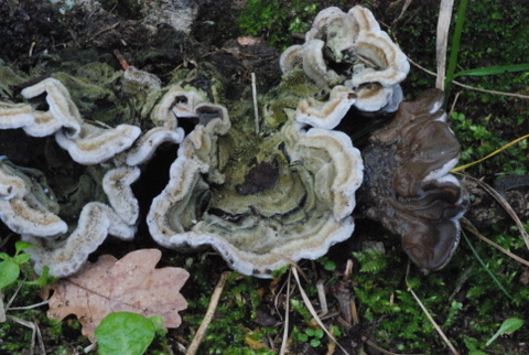 Auricularia mesenterica