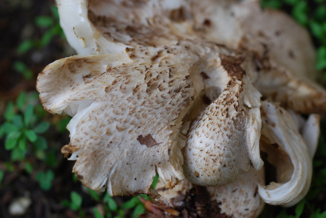 Tricholoma filamentosum o Tricholoma pardinum v filamentosum