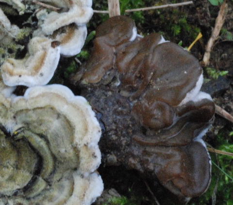 Auricularia mesenterica