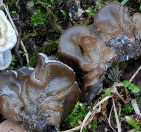 Auricularia mesenterica