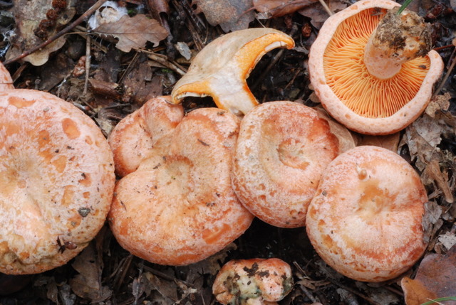 Lactarius deliciosus?