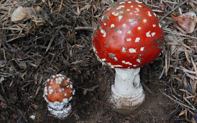 Amanita muscaria (L. :Fr.) Hooker