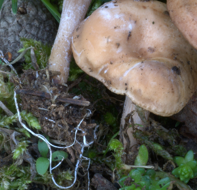 Clitocybe vermicularis