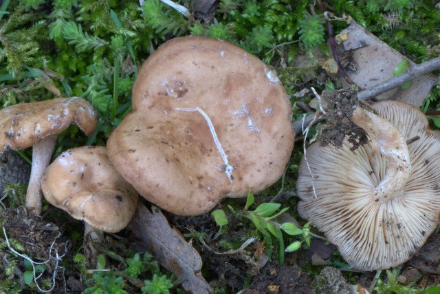 Clitocybe vermicularis