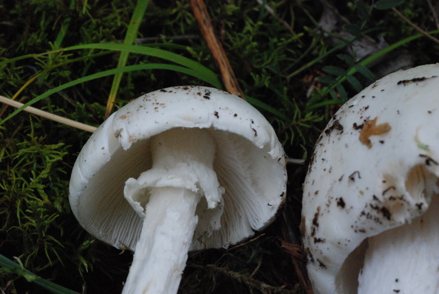 Sorpresa in giardino - Leucoagaricus leucothites