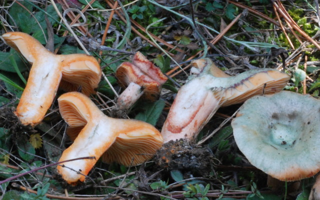 Lactarius deliciosus?