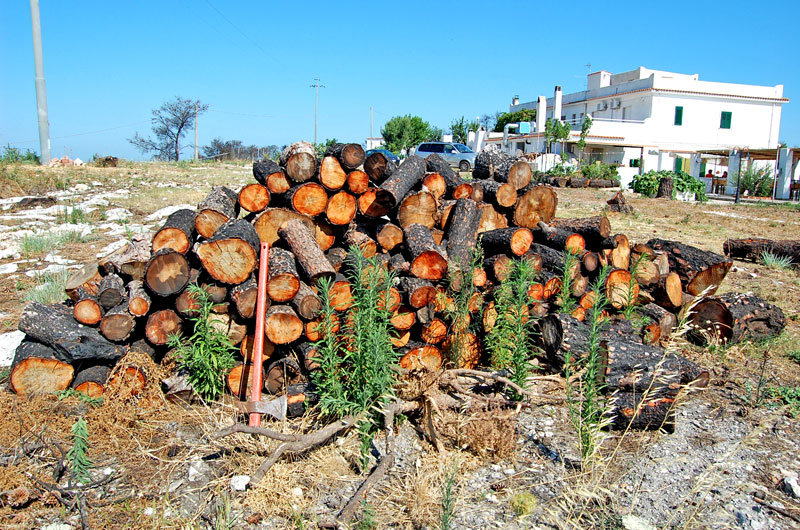 Peschici, un anno dopo l''incendio