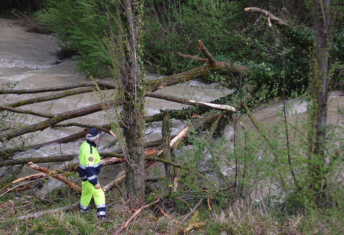 Caduta e rimozione di un albero