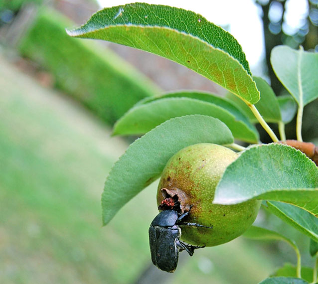 Il boccone del prete