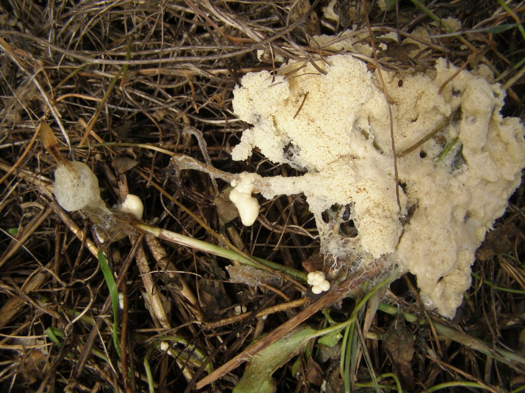 Funghi mucillaginosi?